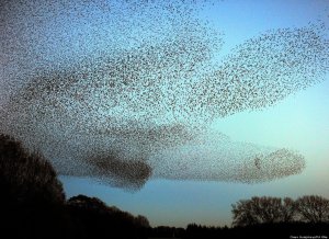 murmuration